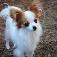 Papillon Mellie