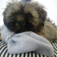 Lhasa apso Hyperion ( BULDER )