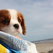 Cavalier king charles spaniel Coco