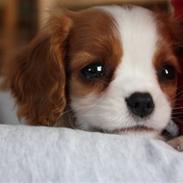 Cavalier king charles spaniel Coco