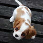 Cavalier king charles spaniel Coco