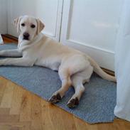 Labrador retriever Santos