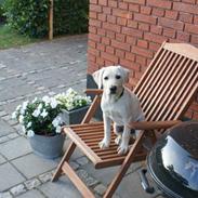 Labrador retriever Santos