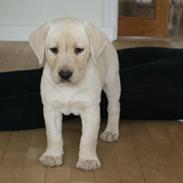 Labrador retriever Santos