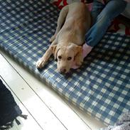 Labrador retriever Santos