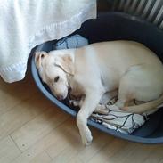 Labrador retriever Santos