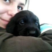 Blanding af racer Simba