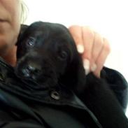 Blanding af racer Simba