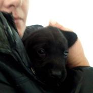 Blanding af racer Simba