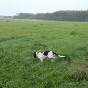 Gammel dansk hønsehund Bella