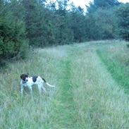 Gammel dansk hønsehund Bella