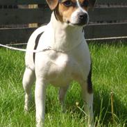 Dansk svensk gaardhund Elektra