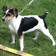 Dansk svensk gaardhund Elektra