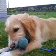 Blanding af racer Ziva