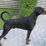 Dobermann Diego R.I.P. savnet og elsket