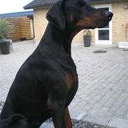 Dobermann Diego R.I.P. savnet og elsket