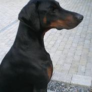 Dobermann Diego R.I.P. savnet og elsket