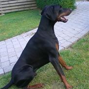 Dobermann Diego R.I.P. savnet og elsket