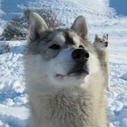 Siberian husky Alaska