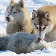 Siberian husky Alaska