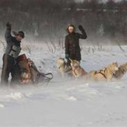 Siberian husky Alaska