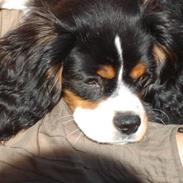 Cavalier king charles spaniel Thor (lille Thor)