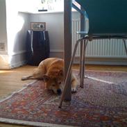 Shiba Alina's Marco Polo