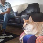 Shiba Alina's Marco Polo