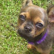 Blanding af racer Chili