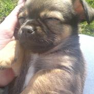 Blanding af racer Chili