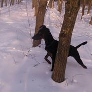 Dobermann Nico