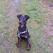 Dobermann Nico