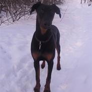 Dobermann Nico