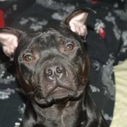 Staffordshire bull terrier bonzai-staff Jasper
