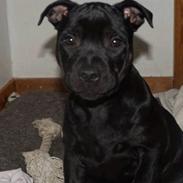 Staffordshire bull terrier bonzai-staff Jasper