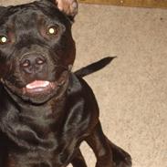 Staffordshire bull terrier bonzai-staff Jasper