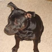 Staffordshire bull terrier bonzai-staff Jasper