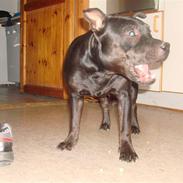 Staffordshire bull terrier bonzai-staff Jasper