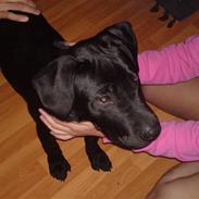 Blanding af racer Blacky