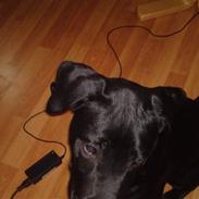 Blanding af racer Blacky