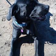 Blanding af racer Laika *R.I.P*