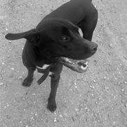 Blanding af racer Laika *R.I.P*