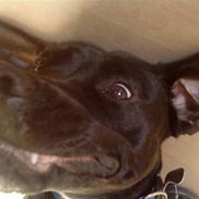 Blanding af racer Laika *R.I.P*
