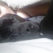 Blanding af racer Laika *R.I.P*