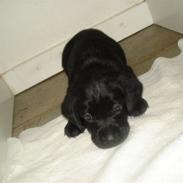 Blanding af racer Simba