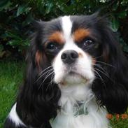 Cavalier king charles spaniel Rossi (himmelhund)