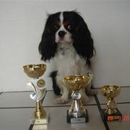 Cavalier king charles spaniel Rossi (himmelhund)