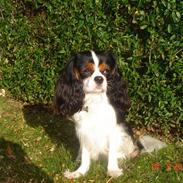 Cavalier king charles spaniel Rossi (himmelhund)