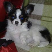 Papillon Chiantie *Prinsessen*