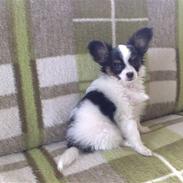 Papillon Chiantie *Prinsessen*